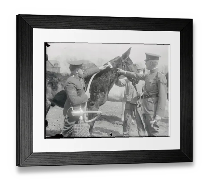 Framed Print : Soldiers Vacuuming Mule