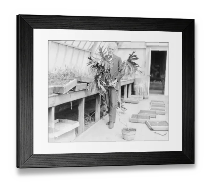 Framed Print : American Horticulturist Luther Burbank with Plant Framed Print : American Horticulturist Luther Burbank with Plant