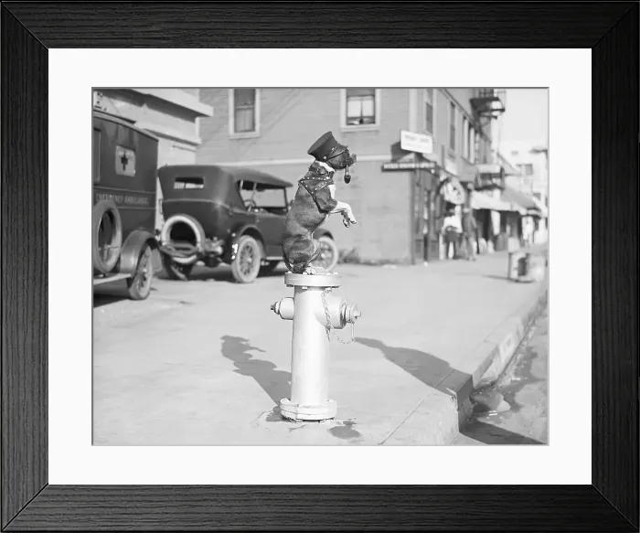 Framed Print : Dog Seated on Fire Hydrant Framed Print : Dog Seated on Fire Hydrant