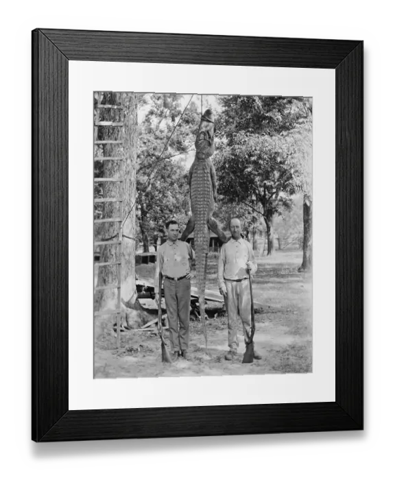 Framed Print : Hunters Posing with Large Alligator Framed Print : Hunters Posing with Large Alligator