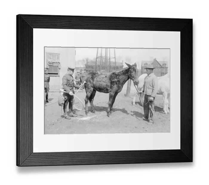 Framed Print : Mule Being Cleaned by Electric Vacuum Cleaner Framed Print : Mule Being Cleaned by Electric Vacuum Cleaner
