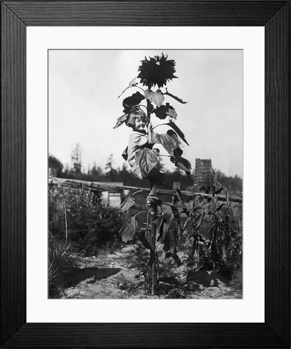 Framed Print : Girl Climbs Giant Sunflower Plant Framed Print : Girl Climbs Giant Sunflower Plant