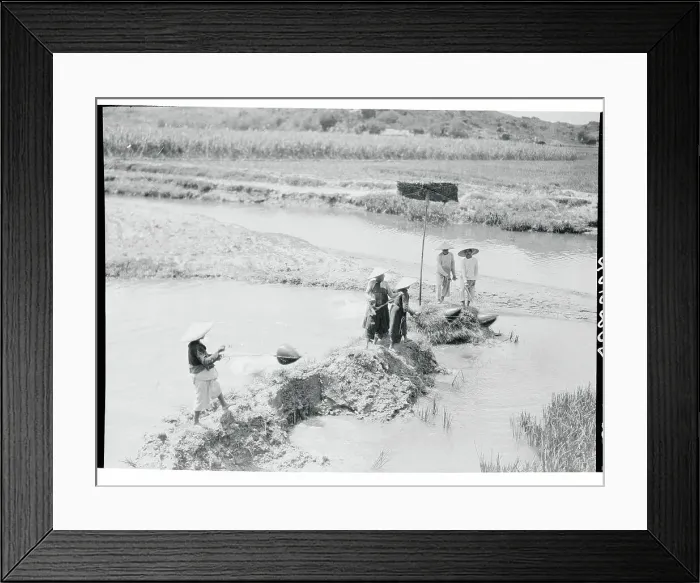 Framed Print : Workers in Rice Fields Framed Print : Workers in Rice Fields
