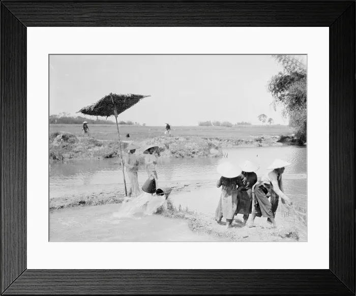 Framed Print : Workers in Indochinese Rice Fields Framed Print : Workers in Indochinese Rice Fields