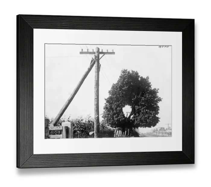 Framed Print : Hole In Tree Allows Telephone Wires Thru Framed Print : Hole In Tree Allows Telephone Wires Thru