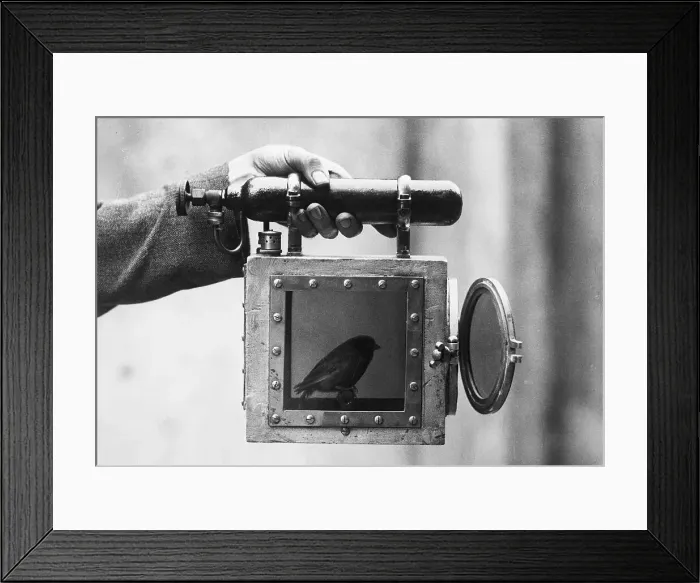 Framed Print : Canary Used for Detecting Gas In Mines Framed Print : Canary Used for Detecting Gas In Mines
