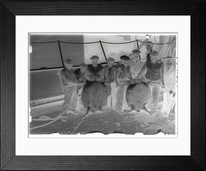Framed Print : Men With Large Turtles Framed Print : Men With Large Turtles