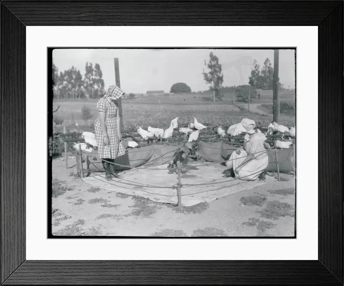 Framed Print : Girls Watching Cock Fight Framed Print : Girls Watching Cock Fight