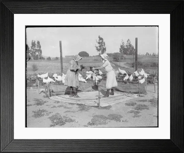 Framed Print : Girls Holding their Fighting Cocks Framed Print : Girls Holding their Fighting Cocks