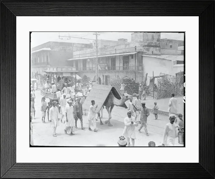 Framed Print : Camels Carrying Message Boards Framed Print : Camels Carrying Message Boards