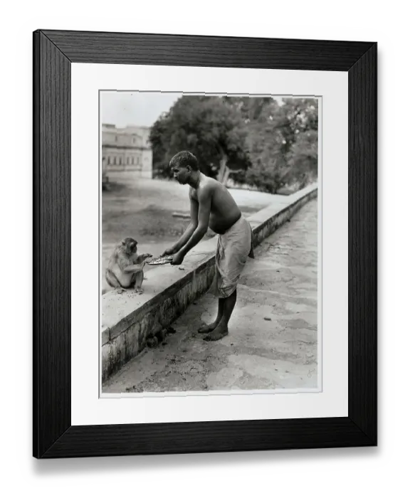 Framed Print : India Rite for Monkey Reverence Framed Print : India Rite for Monkey Reverence