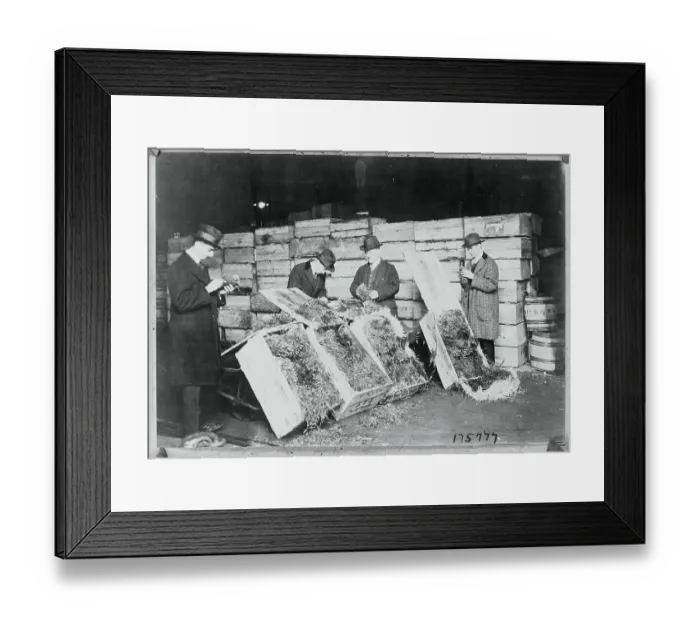 Framed Print : Inspectors Examining Plants Framed Print : Inspectors Examining Plants