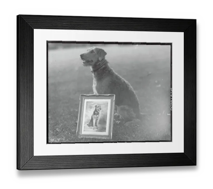 Framed Print : Dog with Silver Photograph