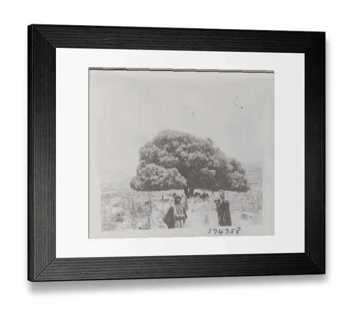 Framed Print : Tree Tomb of Hosea Framed Print : Tree Tomb of Hosea