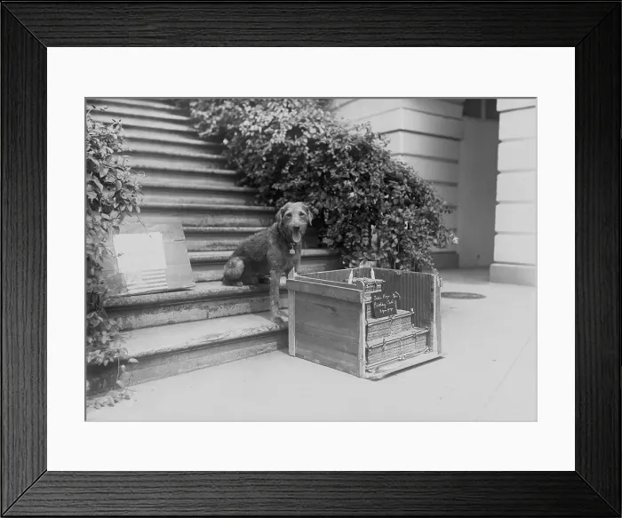 Framed Print : Laddie Boy with Birthday Cake Framed Print : Laddie Boy with Birthday Cake