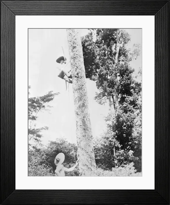 Framed Print : Man Collecting Chicle Framed Print : Man Collecting Chicle