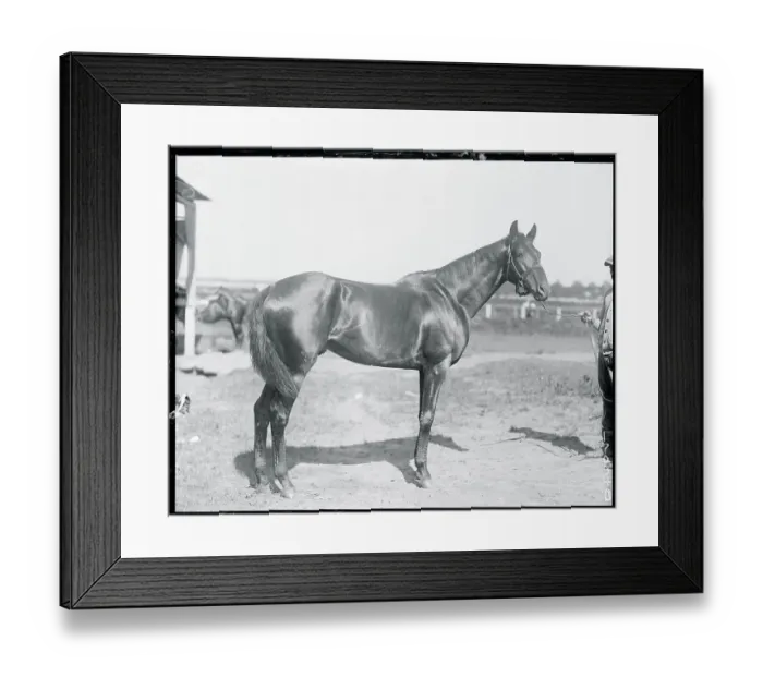 Framed Print : Colt. (Original Caption). A Contender for Morvich's Crown Framed Print : Colt. (Original Caption). A Contender for Morvich's Crown