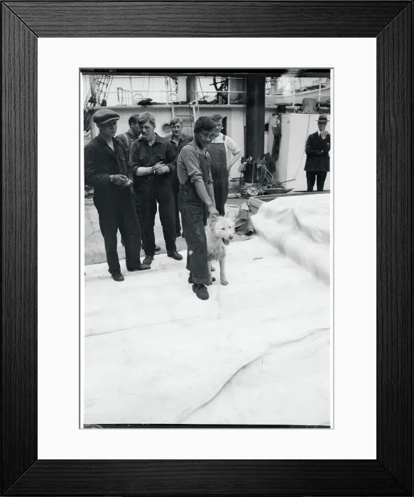 Framed Print : Polar Expedition Mascot