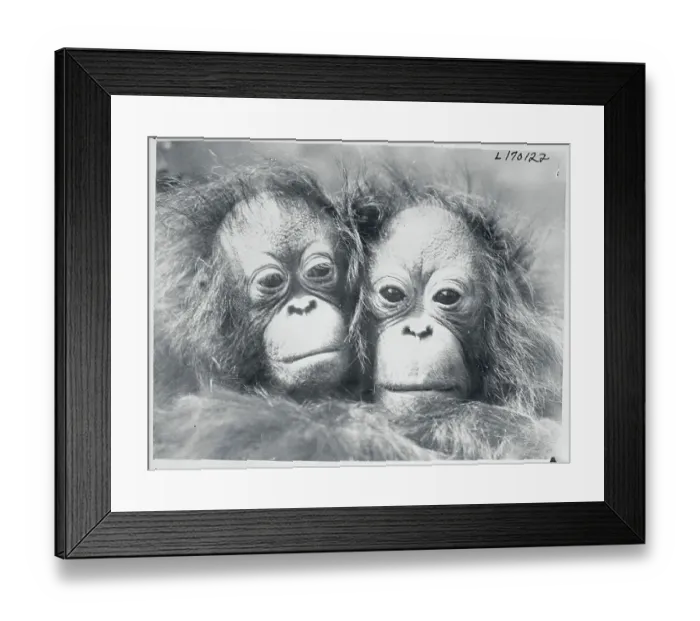 Framed Print : Portrait of Orangutans Framed Print : Portrait of Orangutans