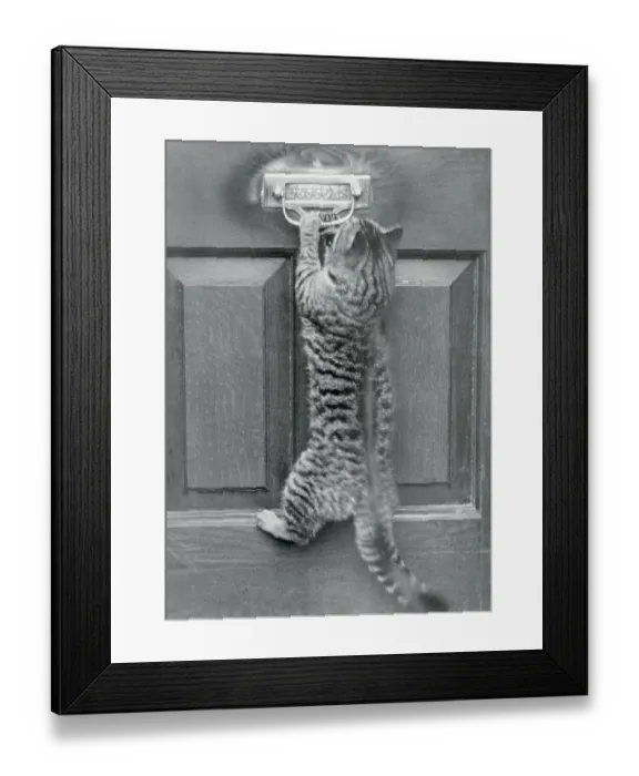 Framed Print : English Watch Cat Framed Print : English Watch Cat