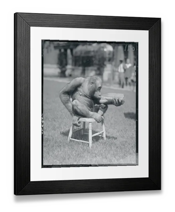 Framed Print : Orangutan Drinking Framed Print : Orangutan Drinking