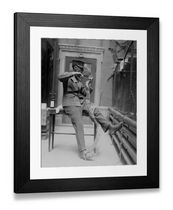 Framed Print : Zookeeper with Boa Constrictor Framed Print : Zookeeper with Boa Constrictor