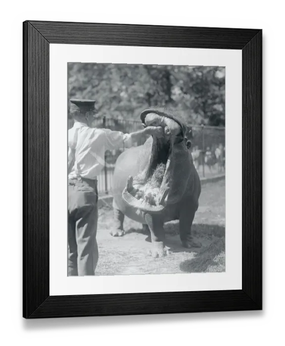Framed Print : Man Feeding Hippopotamus Framed Print : Man Feeding Hippopotamus