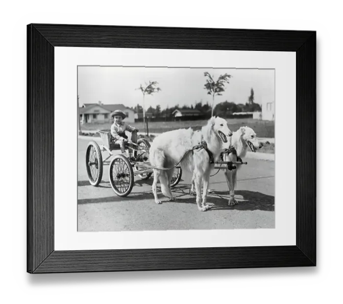Framed Print : Boy Driving Dogs Framed Print : Boy Driving Dogs