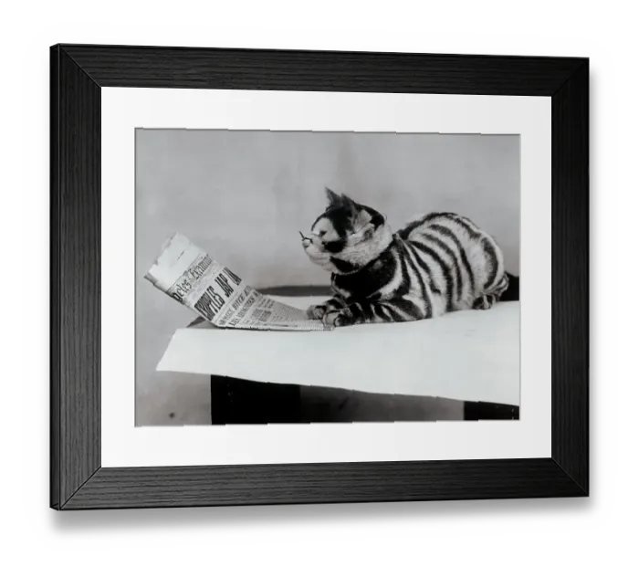 Framed Print : South Sea Island Cat Framed Print : South Sea Island Cat