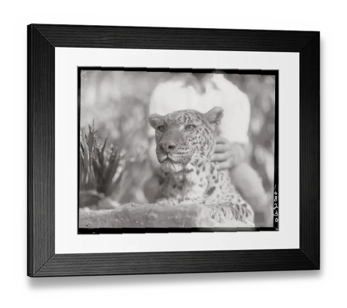 Framed Print : Spotted Leopard