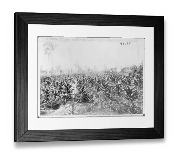 Framed Print : View of Tobacco Field Framed Print : View of Tobacco Field