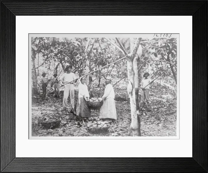 Framed Print : Harvesting Cocoa Pods Framed Print : Harvesting Cocoa Pods