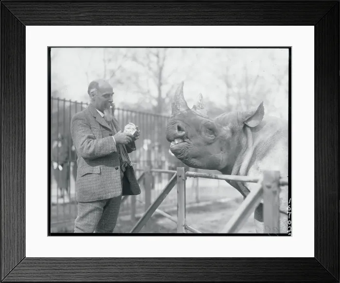 Framed Print : Man Feeding a Rhinoceros