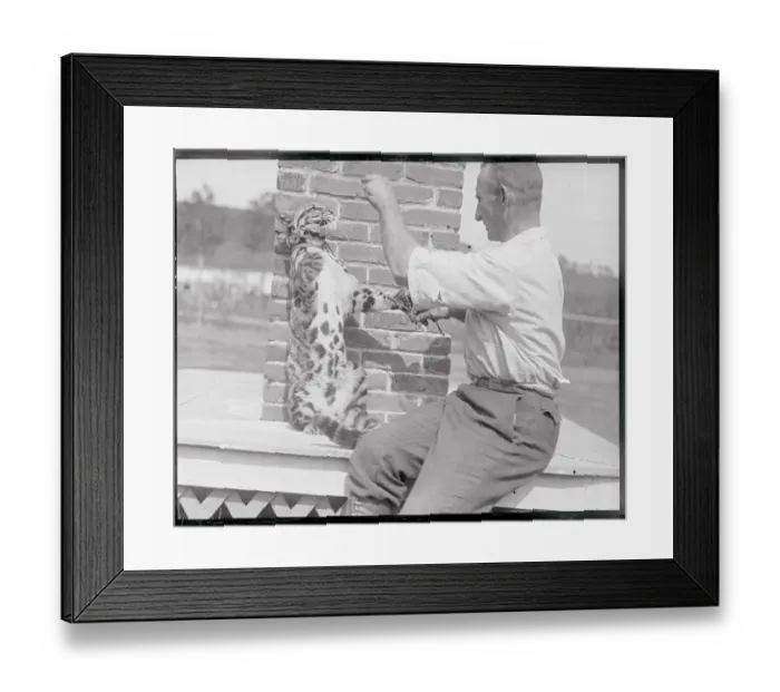 Framed Print : Leopard on Leash