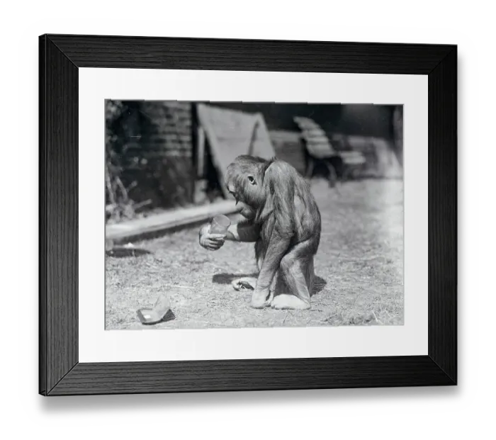 Framed Print : Monkey Drinking Milk Framed Print : Monkey Drinking Milk