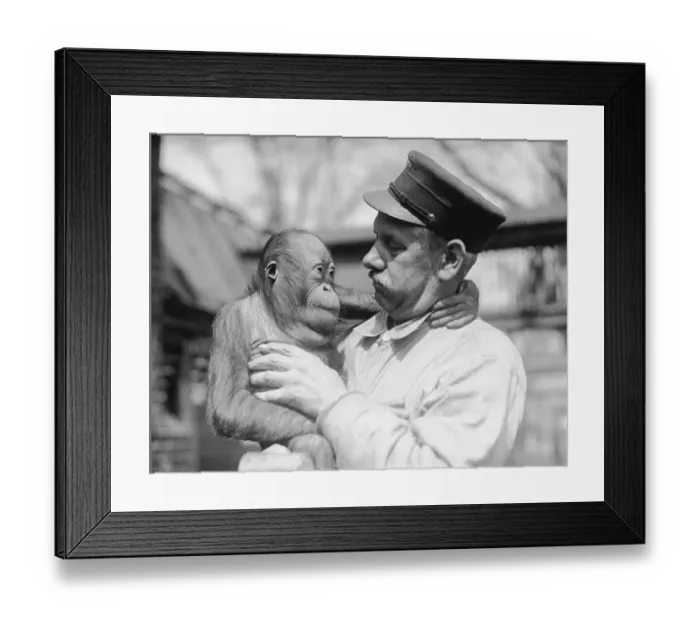 Framed Print : Zookeeper Holding Young Orangutan Framed Print : Zookeeper Holding Young Orangutan