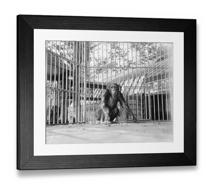 Framed Print : Chimpanzee in a Cage Framed Print : Chimpanzee in a Cage