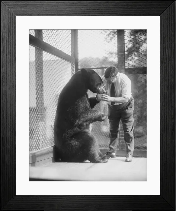 Framed Print : Zoo Keeper Feeding a Bear Framed Print : Zoo Keeper Feeding a Bear