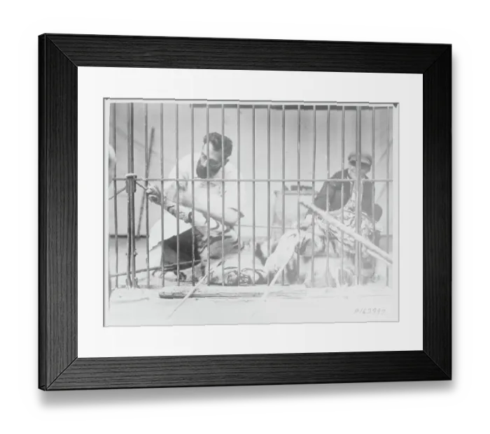 Framed Print : Surgery on Tiger in Cage