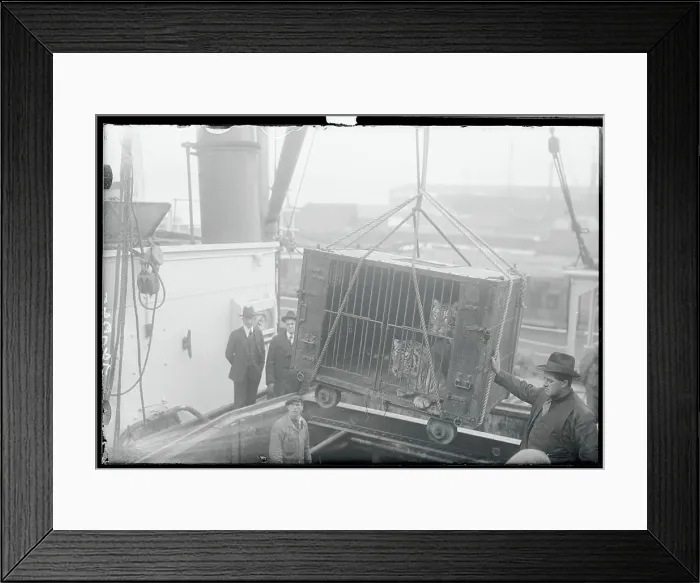 Framed Print : Tiger Cage Being Moved by Ropes