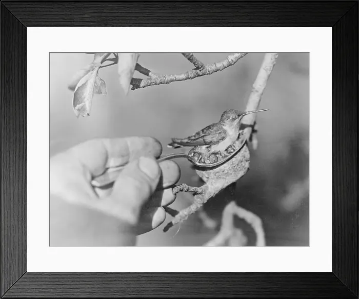 Framed Print : Humming Bird and Chicks in a Spoon Framed Print : Humming Bird and Chicks in a Spoon