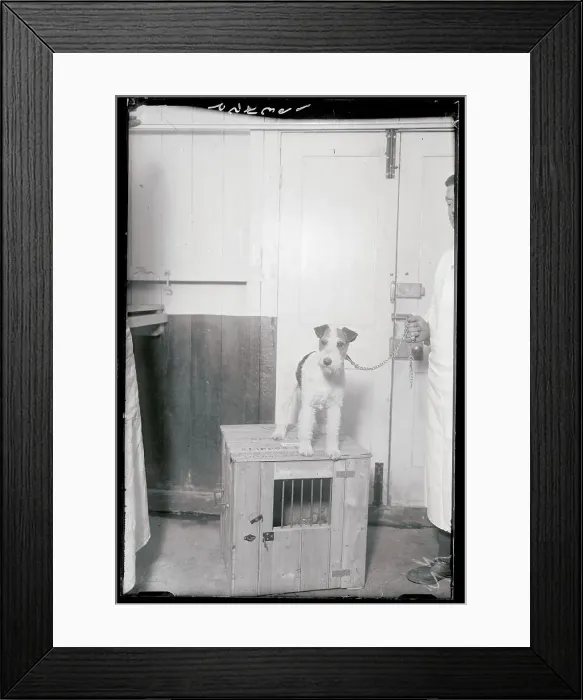 Framed Print : Dog Atop Cage Framed Print : Dog Atop Cage