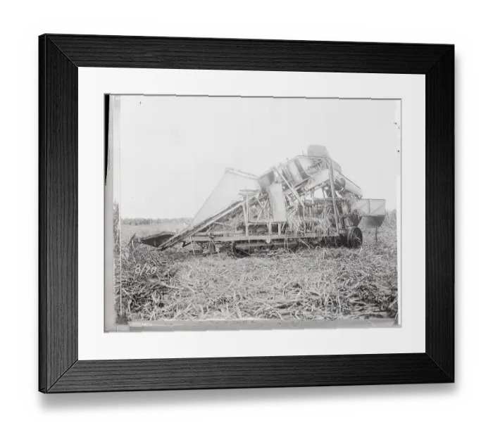 Framed Print : Processing of Sugar Cane Wastes Framed Print : Processing of Sugar Cane Wastes