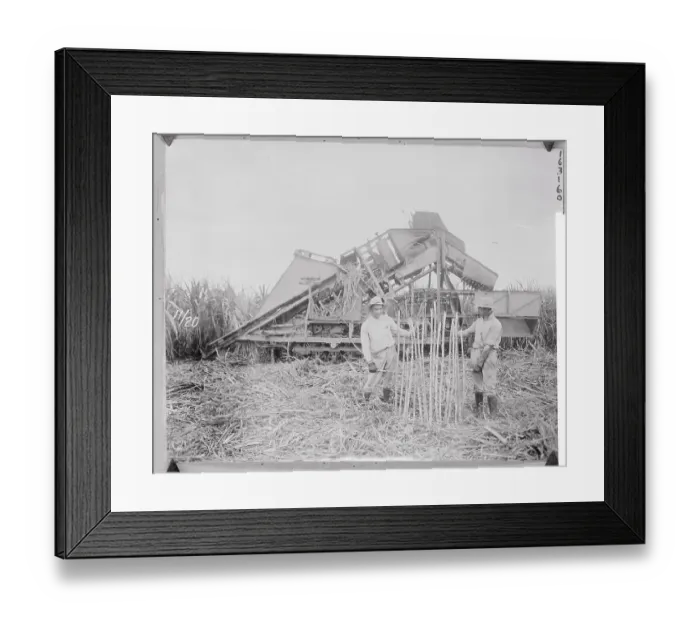 Framed Print : Two Men Displaying Sugar Cane Strips Framed Print : Two Men Displaying Sugar Cane Strips
