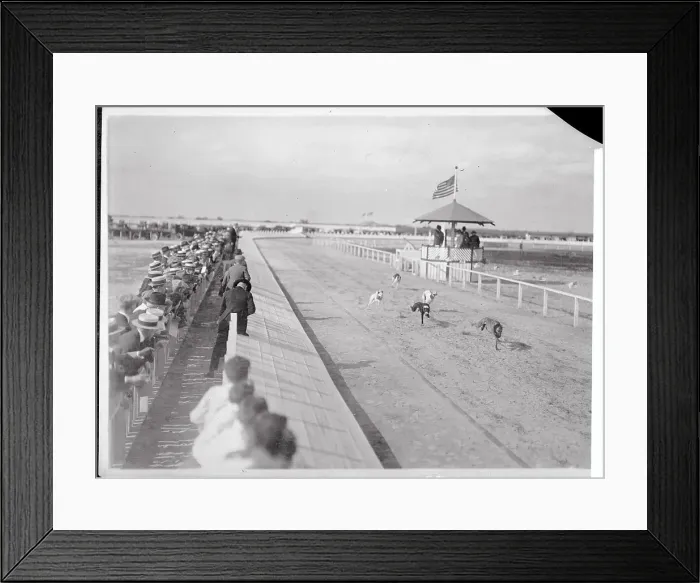 Framed Print : View of Dogs Racing on Track Framed Print : View of Dogs Racing on Track