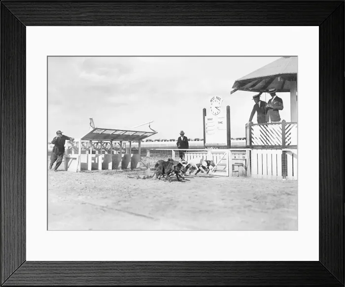 Framed Print : Greyhounds Racing on Racetrack Framed Print : Greyhounds Racing on Racetrack
