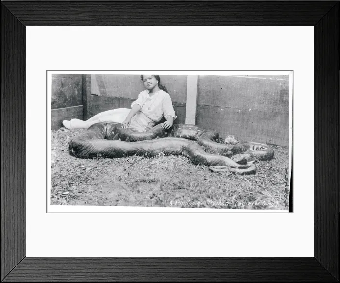 Framed Print : Girl Relaxing with a Python Framed Print : Girl Relaxing with a Python