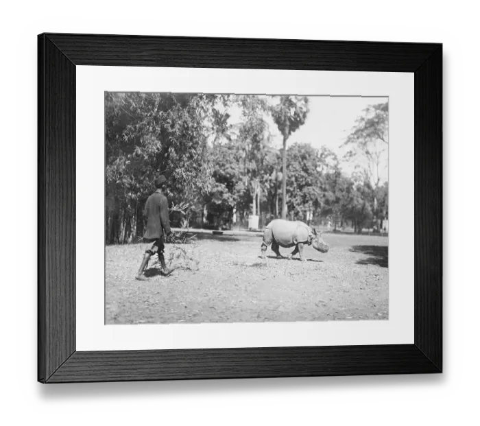 Framed Print : Man Attempting to Catch a Rhinoceros