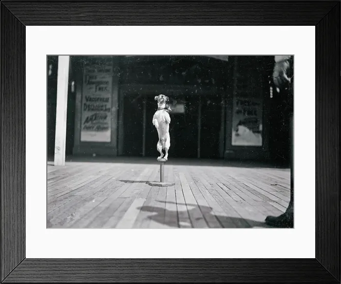 Framed Print : Jack Russell Terrier Standing on Pedestal Framed Print : Jack Russell Terrier Standing on Pedestal