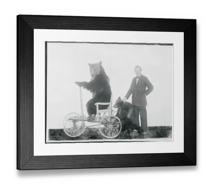 Framed Print : Bears Riding a Go-Cart Framed Print : Bears Riding a Go-Cart